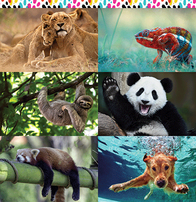 WS Say What?: Colorful Spots