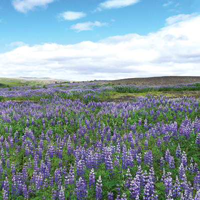 Scandinavia: Gullfoss Waterfall, Iceland