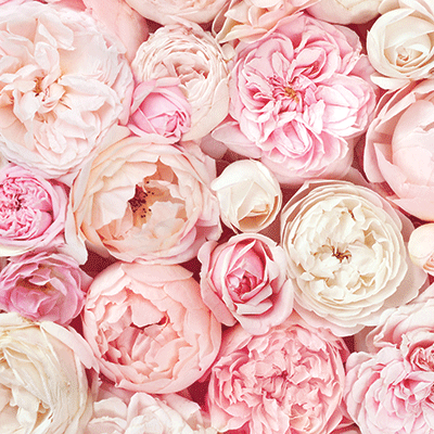 WS Sweet Valentine: Flowers of Love