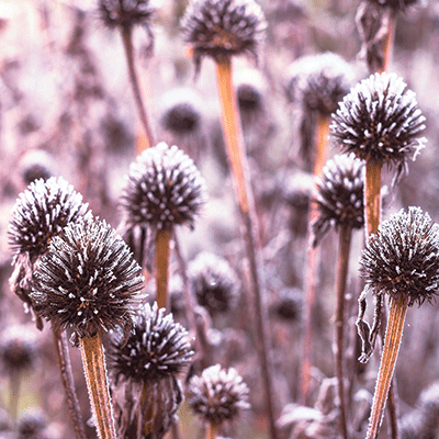 WS Winter Garden: Winter Bliss