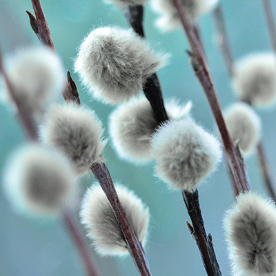 WS Winter Garden: Hot Chocolate