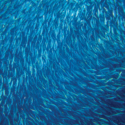 Hooked on Fishing: Fishing Life