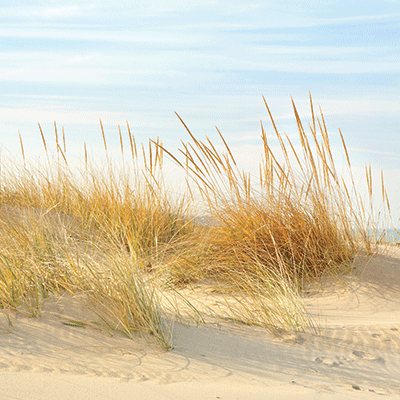 WS Vitamin Sea: Beachgrass