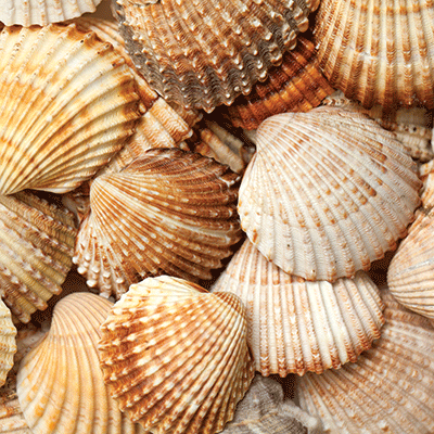 WS Vitamin Sea: Beachgrass