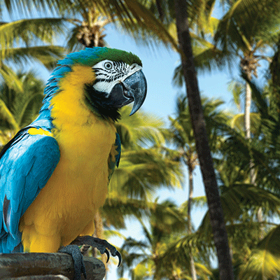 Island Paradise: Fishing Boat