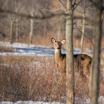 Hunting Life: White Tail