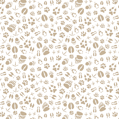 Hunting Life: White Tail