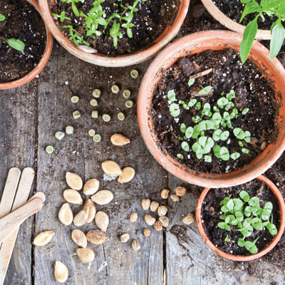 Growing Garden: Sowing Seeds