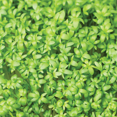 WS Growing Garden: Sowing Seeds