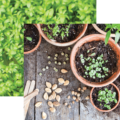 Growing Garden: Sowing Seeds