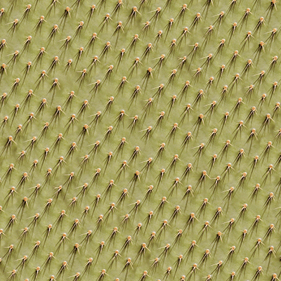 WS Desert Landscape: Breathtaking