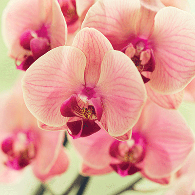 WS Unwind: Pink Orchid