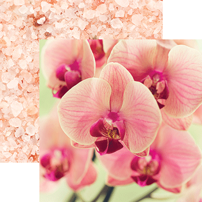 WS Unwind: Pink Orchid