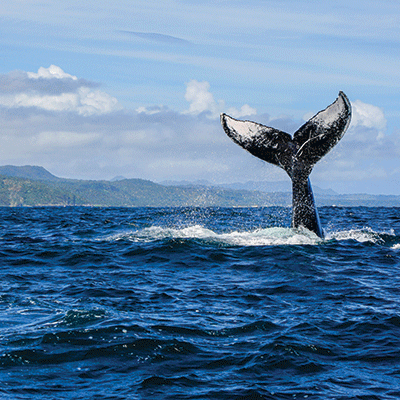 Island Paradise: Relaxing