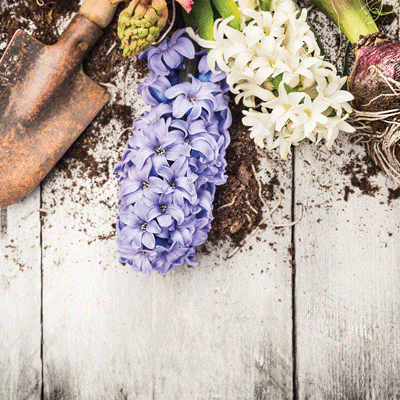 Growing Garden: Lilac Hyacinth