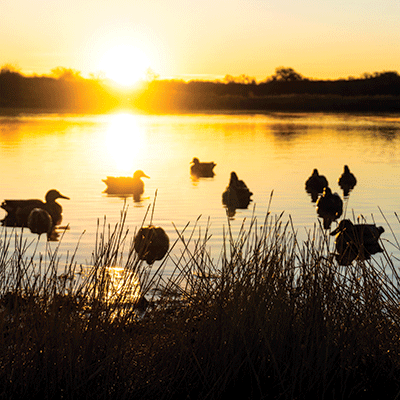 WS Hunting Life: Duck Hunting