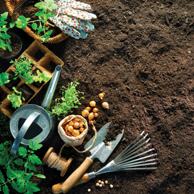 Growing Garden: Let's Dig In