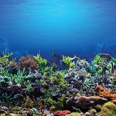 All Inclusive Vacation: Underwater