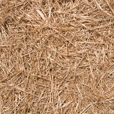 At the Farm: In the Barn