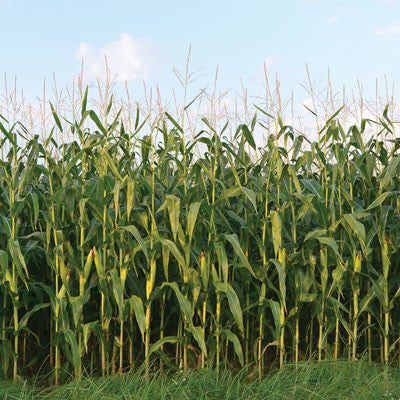 At the Farm: Field of Dreams
