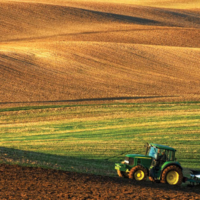 At the Farm: Field of Dreams