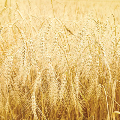 WS At the Farm: Wide Open Spaces