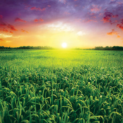 At the Farm: Wide Open Spaces