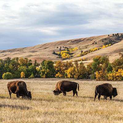 The Black Hills: Custer State Park