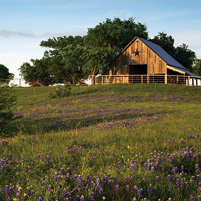 Barnwood Beauty: Barnwood Beauty 1