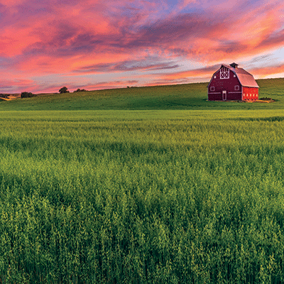 Barnwood Beauty: Barnwood Beauty 6