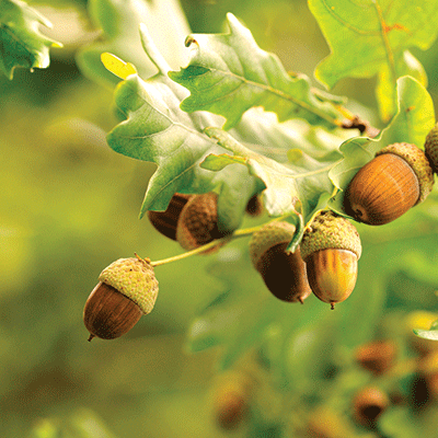 Brothers: Little Acorns