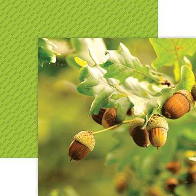 Brothers: Little Acorns