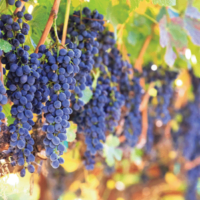 California: Yosemite