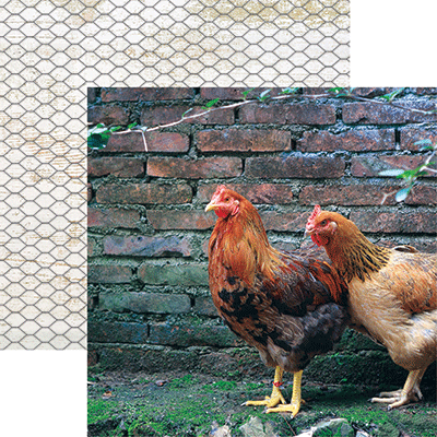 WS Chicken Life: Pecking Order