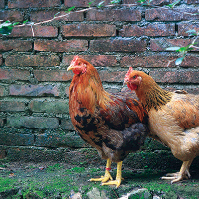 WS Chicken Life: Pecking Order