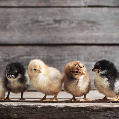 Chicken Life: The Chicks