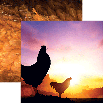 WS Chicken Life: Sunrise on the Farm