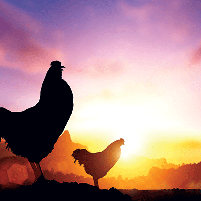 Chicken Life: Sunrise on the Farm