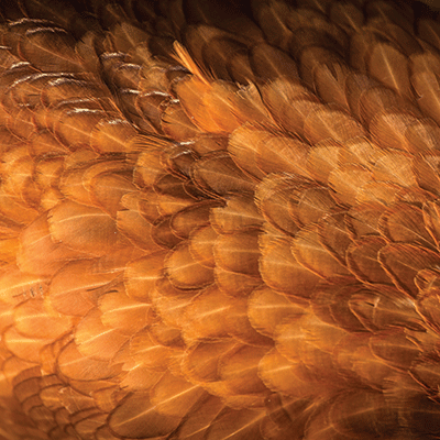 WS Chicken Life: Sunrise on the Farm