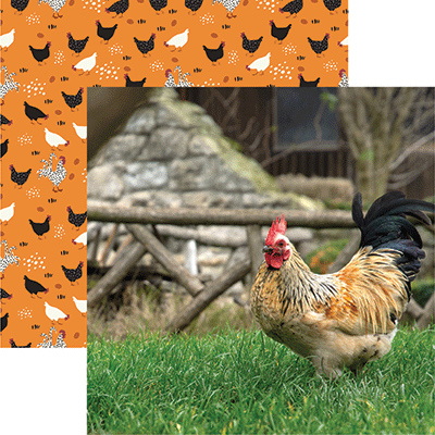 Chicken Life: Strutting