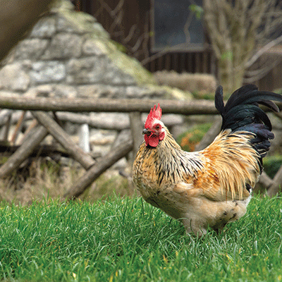Chicken Life: Strutting
