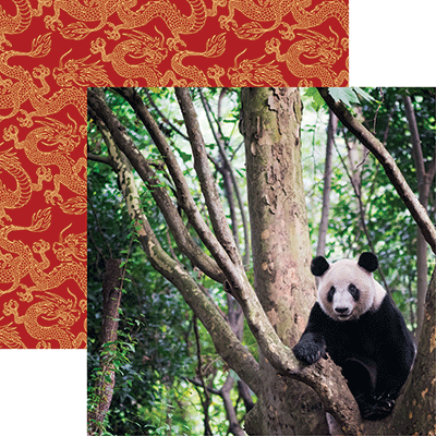 WS China: Giant Panda