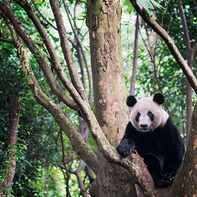 China: Giant Panda