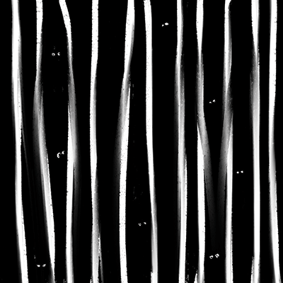 WS Dark Night: Foggy Night