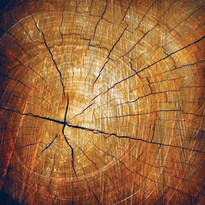 Elegant Woods: Elegant Woods 1