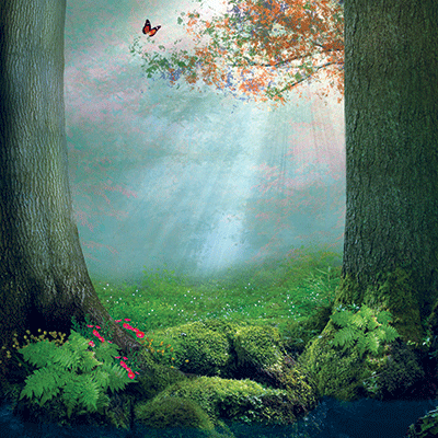 Enchanted Forest: Butterfly Bliss