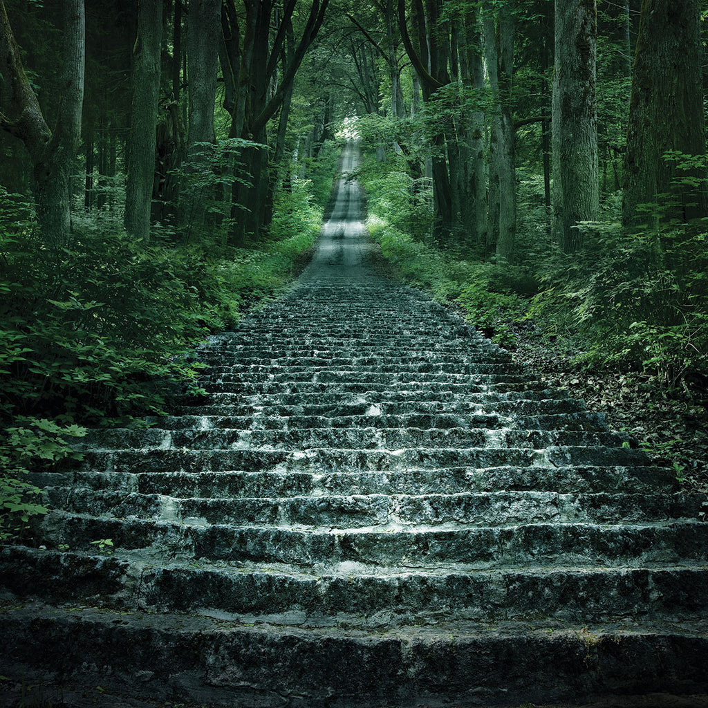 Fairy Forest 2: Mystery Forest