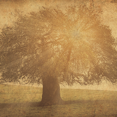 WS Family: Family Tree