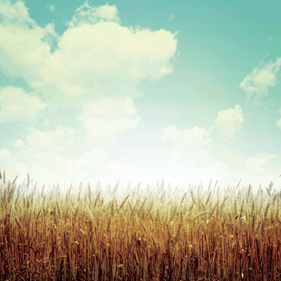 Farm Fresh: Wheat Fields