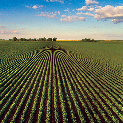 WS Farm Life: Field of Beans